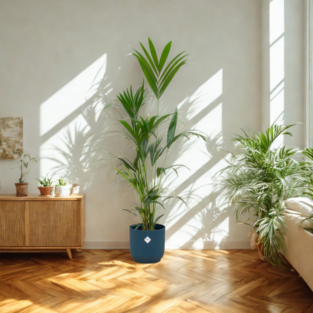 Karel de Kentia - Kentia Palm – Ø30cm – ↕160cm (Incl. Elho Greenville Round Blauw Pot)