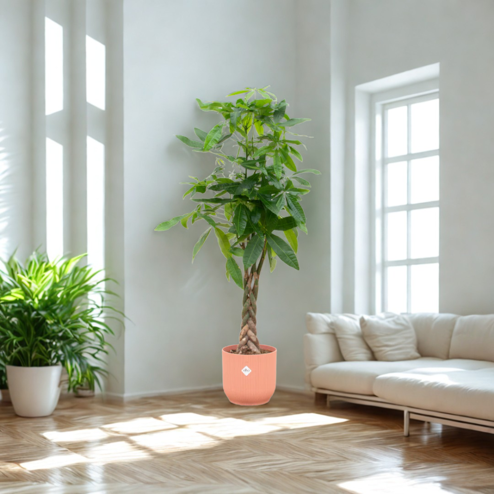 Paco de Pachira - Pachira Aquatica – Ø30cm – ↕160cm (Incl. Elho Vibes Fold Round Roze Pot)