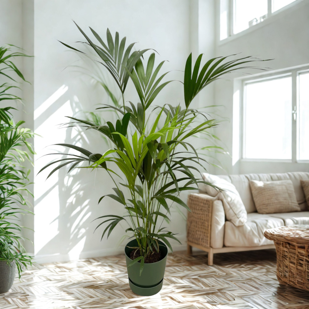 Karel de Kentia - Kentia Palm – Ø30cm – ↕160cm (Incl. Elho Greenville Round Groen Pot)