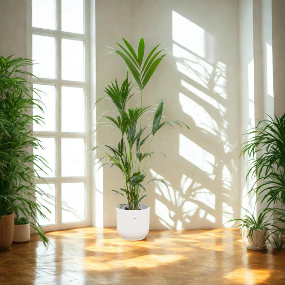Karel de Kentia - Kentia Palm – Ø30cm – ↕160cm (Incl. Elho Greenville Round Wit Pot)