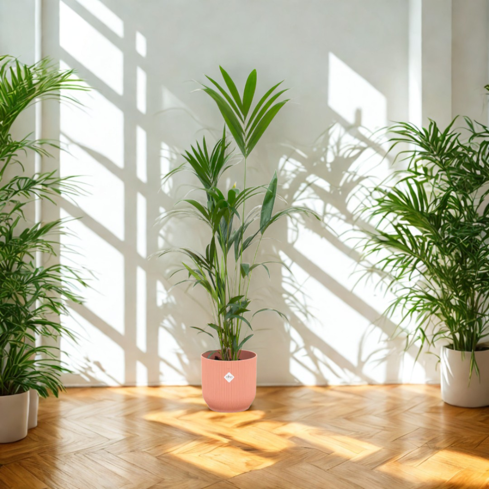 Karel de Kentia - Kentia Palm – Ø30cm – ↕160cm (Incl. Elho Vibes Fold Round Roze Pot)