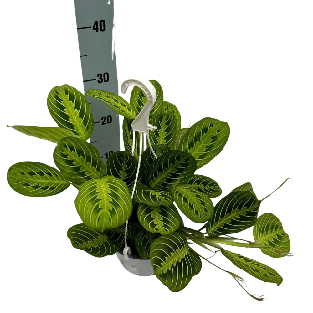 Lynn de Lemon Lime - Maranta Leuconeura 'Fascinator' Lemon Lime Hangpot - Ø15cm - ↕40cm