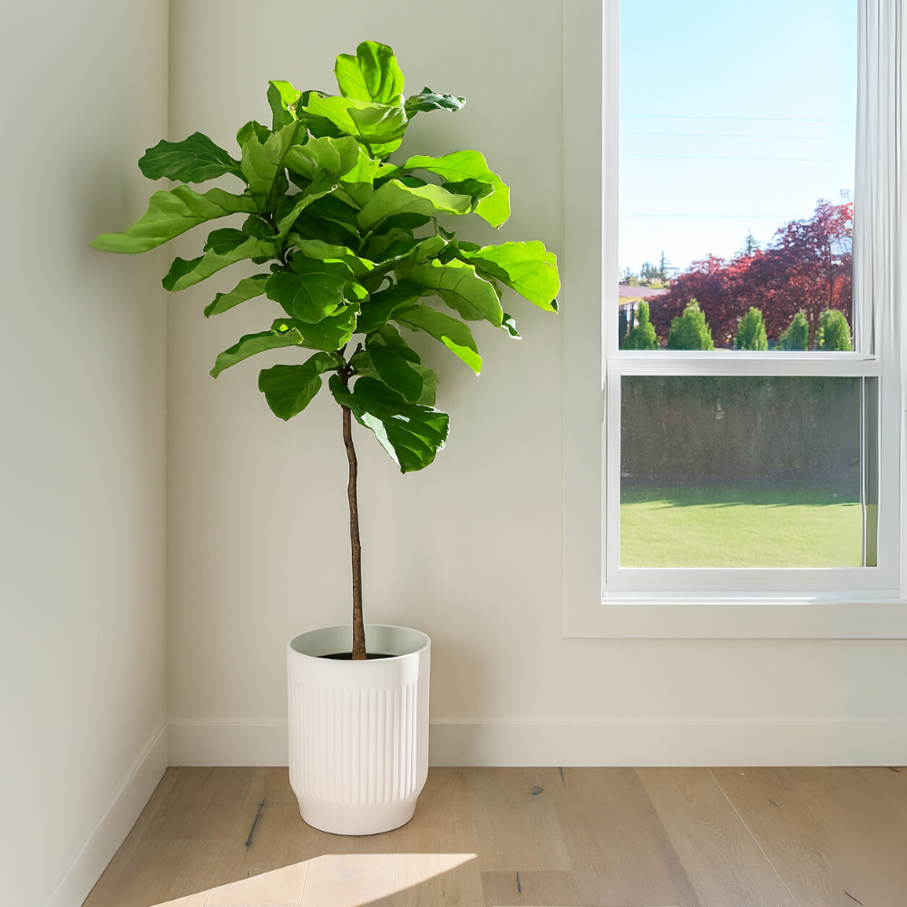 Lynn de Lyrata - Ficus Lyrata Stam – Ø30cm – ↕150cm (Incl. Elho Vibes Fold Round Wit Pot)