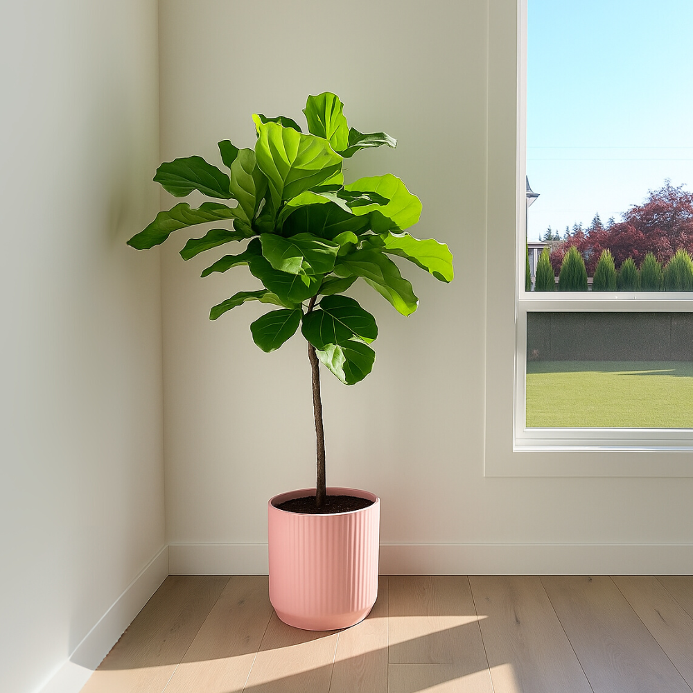 Lynn de Lyrata - Ficus Lyrata Stam – Ø30cm – ↕150 cm (Incl. Elho Vibes Fold Round Roze Pot)