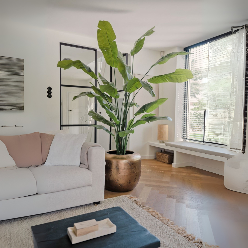 Nova de Paradijsvogelplant - Strelitzia Nicolai XXL – Ø50cm – ↕250 cm