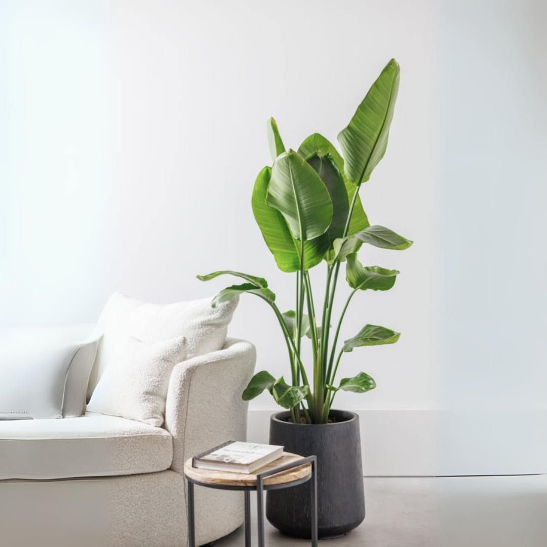 Nova de Paradijsvogelplant - Strelitzia Nicolai XXL – Ø27cm – ↕200cm