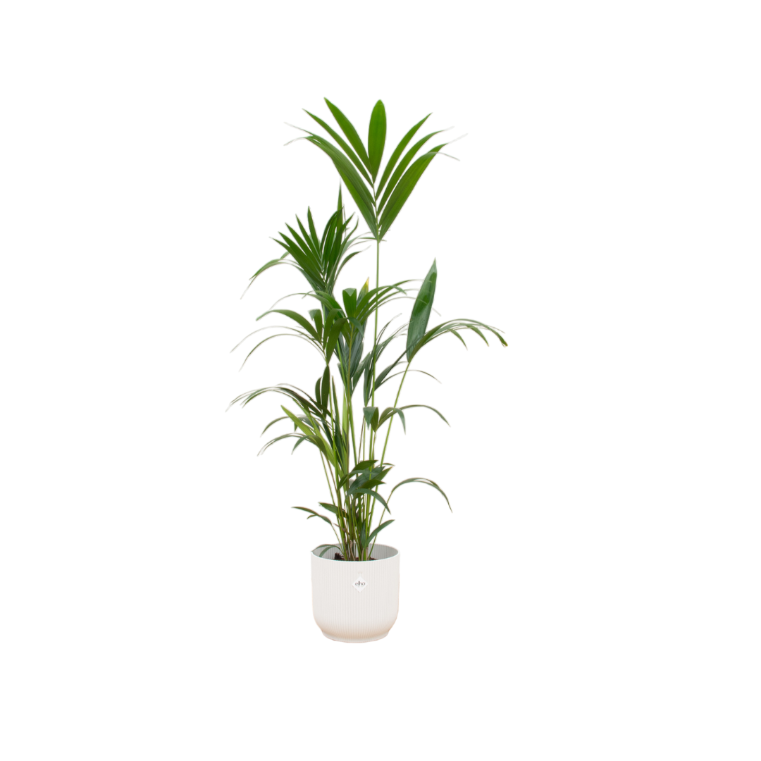 Karel de Kentia - Kentia Palm – Ø30cm – ↕160cm (Incl. Elho Greenville Round Wit Pot)
