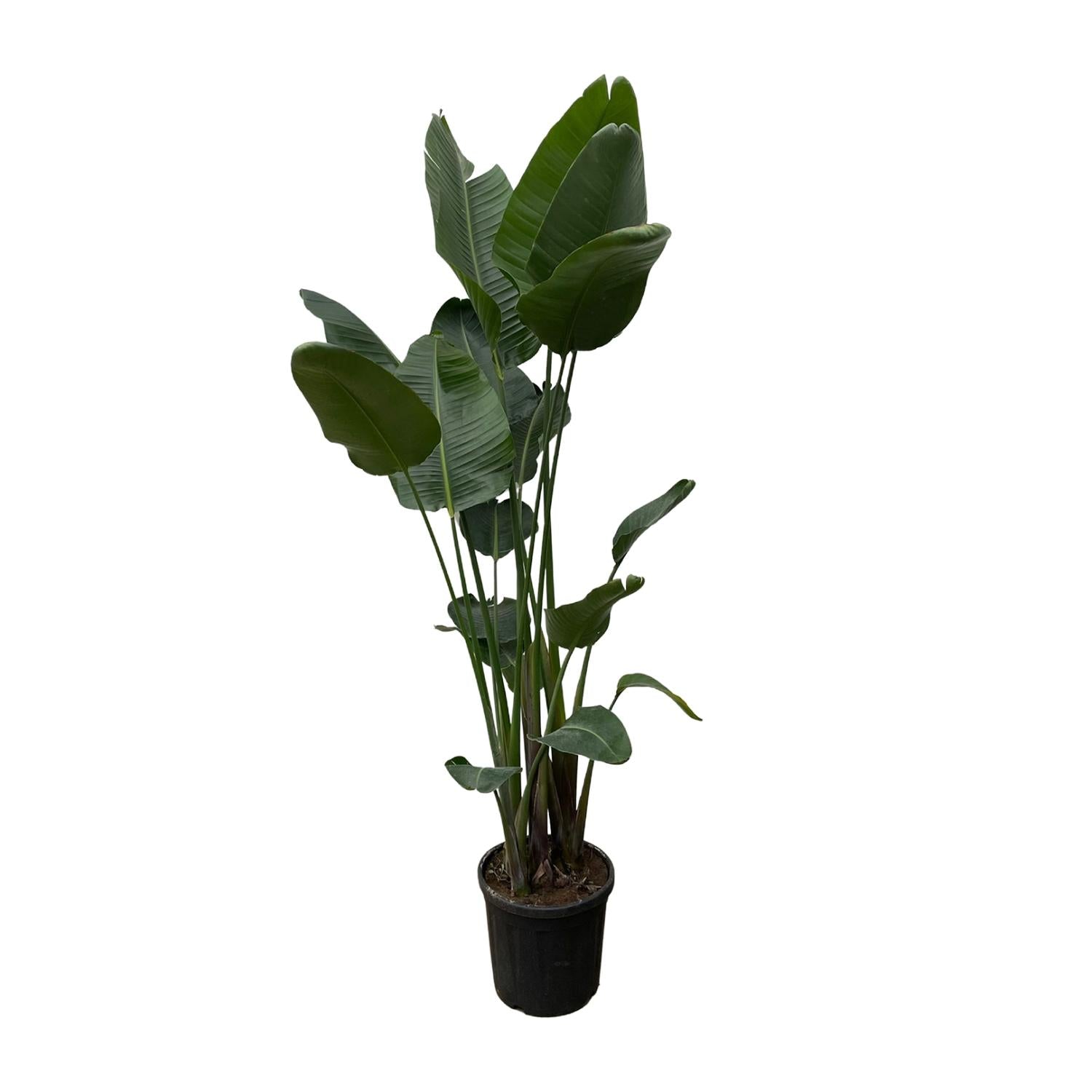 Nova de Paradijsvogelplant - Strelitzia Nicolai XXL – Ø50cm – ↕250 cm
