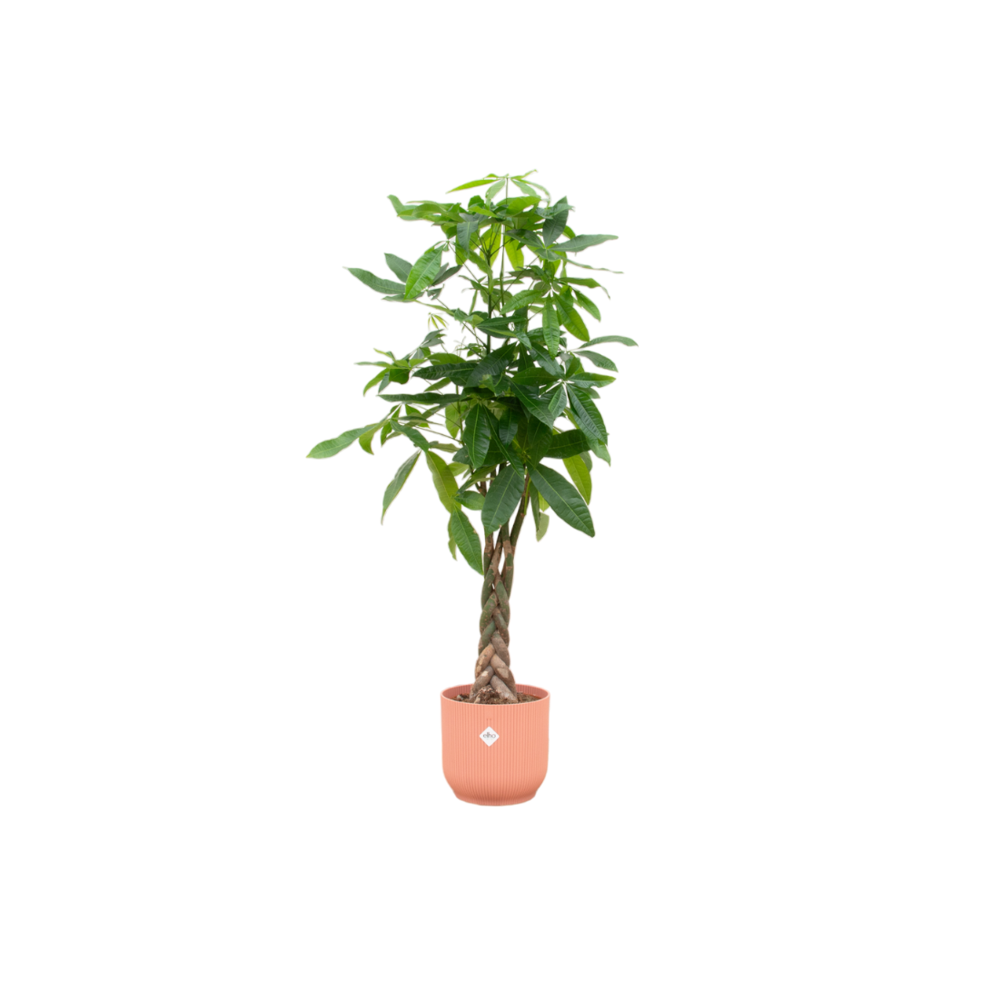 Paco de Pachira - Pachira Aquatica – Ø30cm – ↕160cm (Incl. Elho Vibes Fold Round Roze Pot)