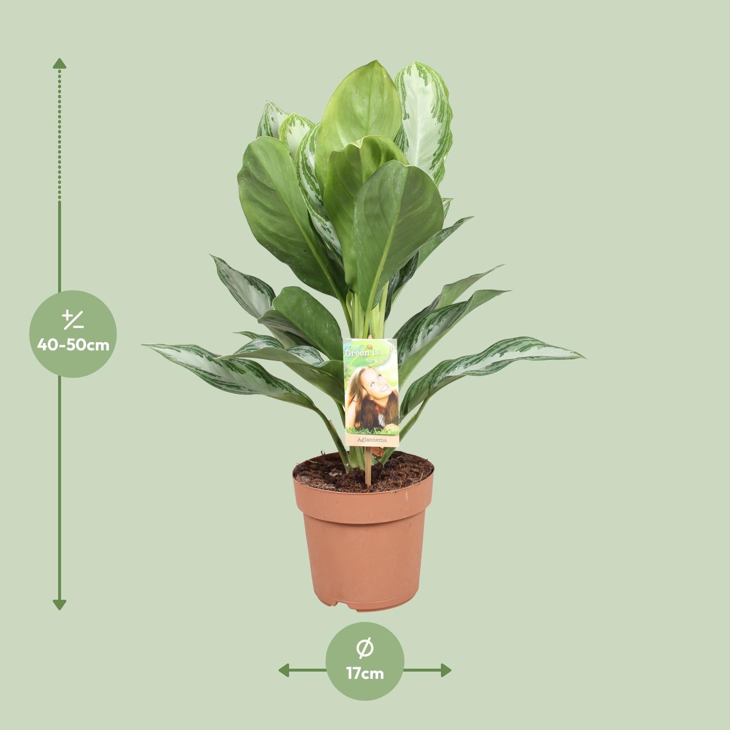 Silvie de Evergreen - Aglaonema Silver Bay - Chinese Evergreen - Ø17cm - ↕55cm