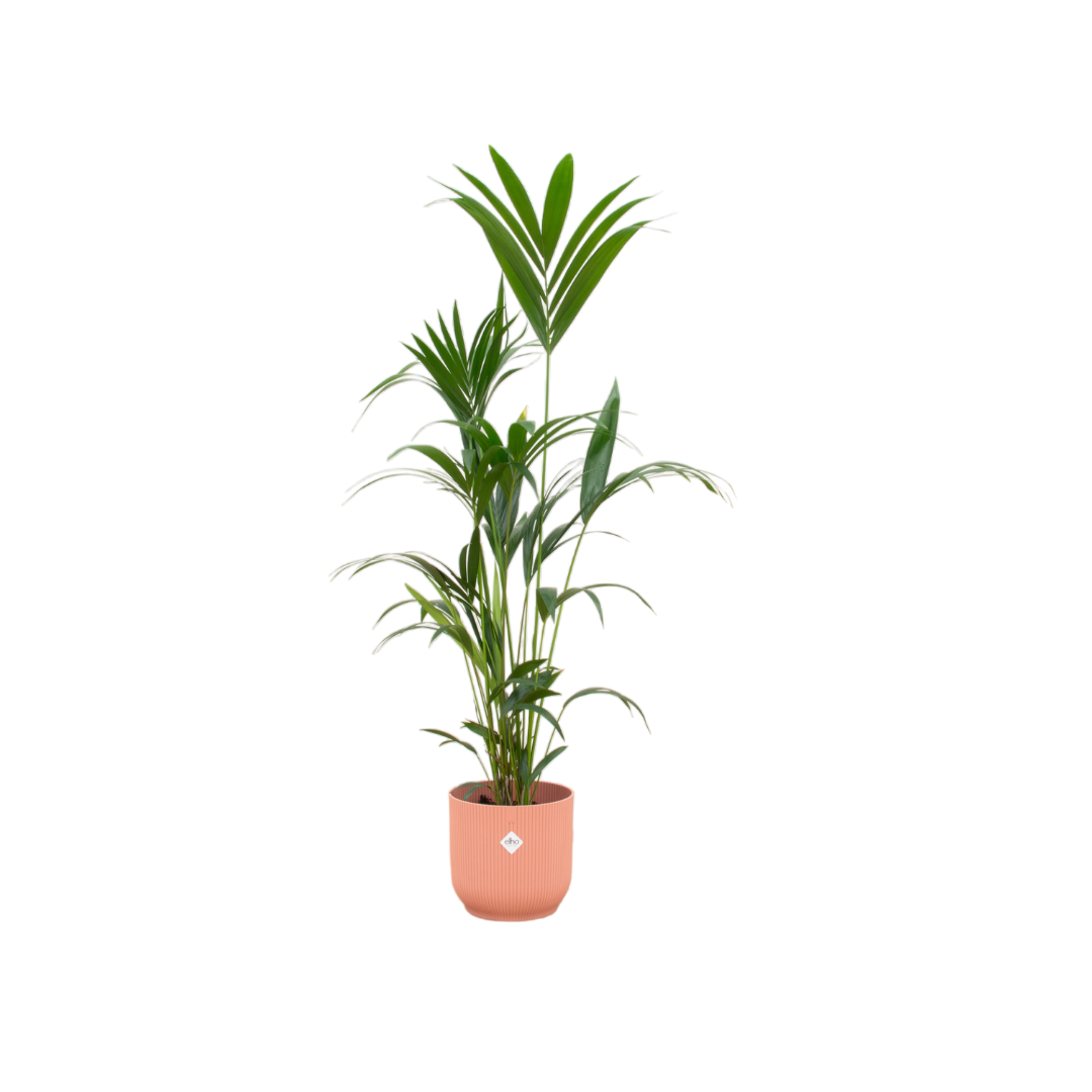 Karel de Kentia - Kentia Palm – Ø30cm – ↕160cm (Incl. Elho Vibes Fold Round Roze Pot)