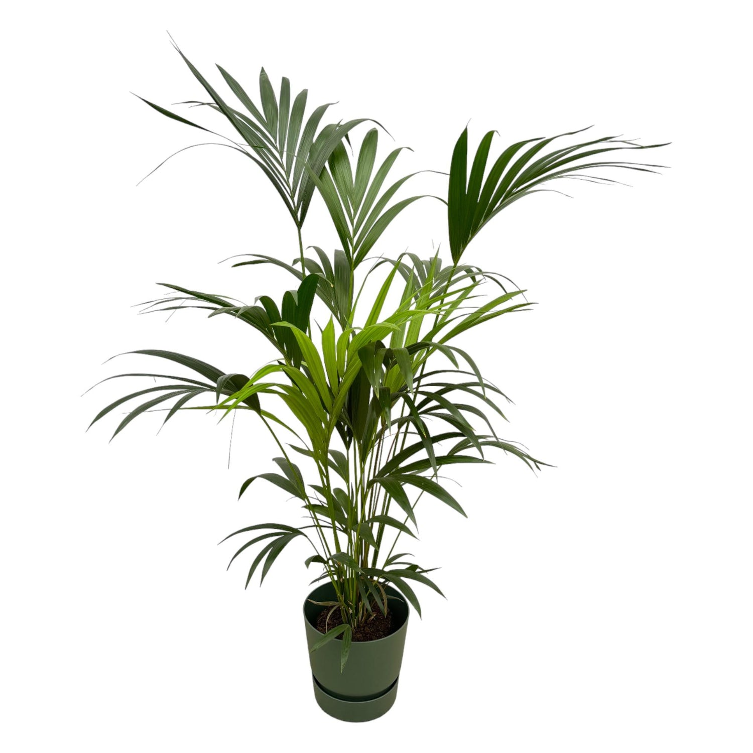 Karel de Kentia - Kentia Palm – Ø30cm – ↕160cm (Incl. Elho Greenville Round Groen Pot)