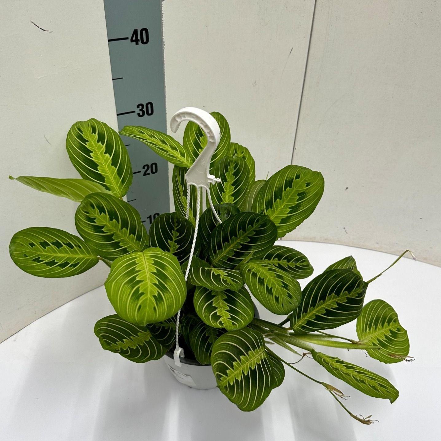 Lynn de Lemon Lime - Maranta Leuconeura 'Fascinator' Lemon Lime Hangpot - Ø15cm - ↕40cm
