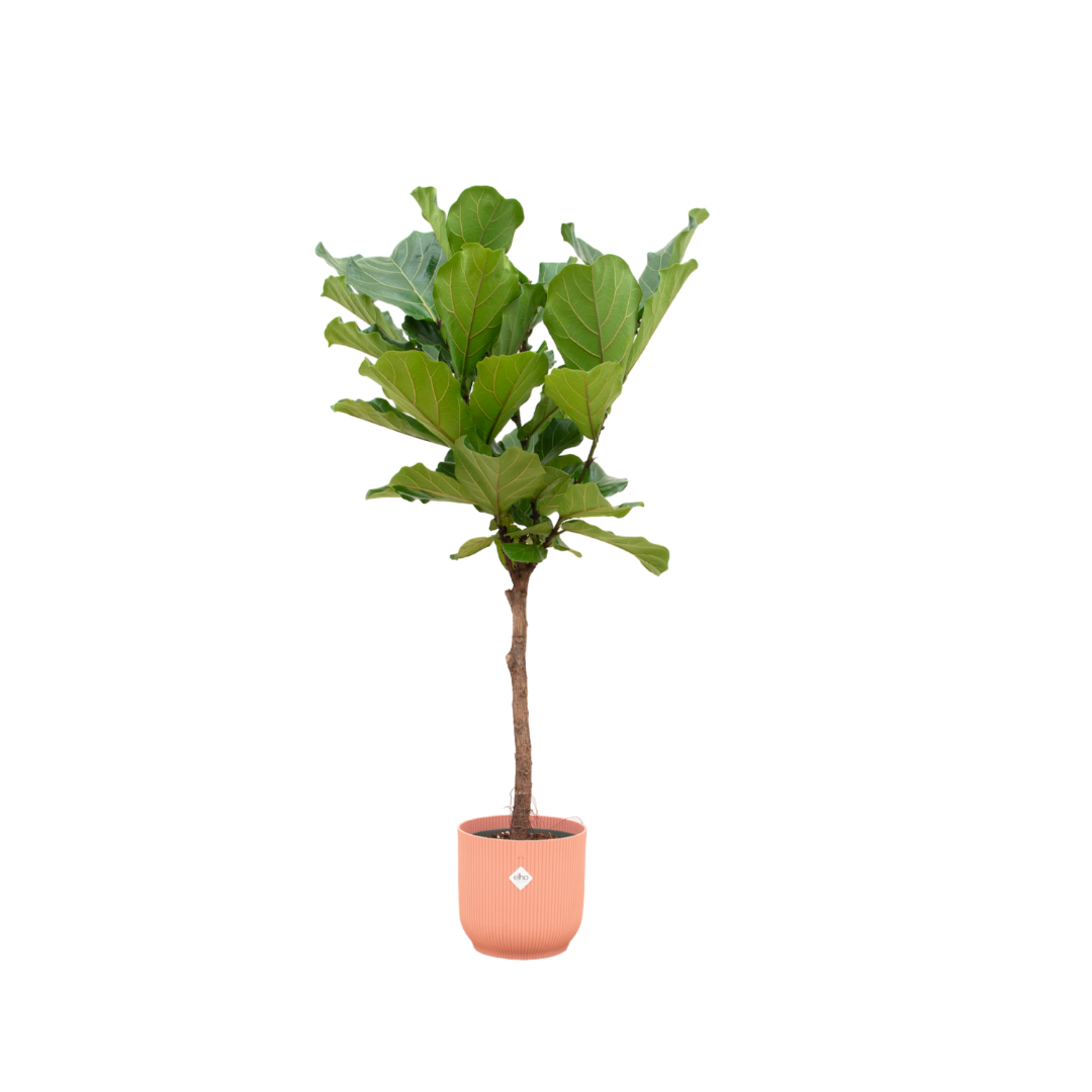 Lynn de Lyrata - Ficus Lyrata Stam – Ø30cm – ↕150 cm (Incl. Elho Vibes Fold Round Roze Pot)