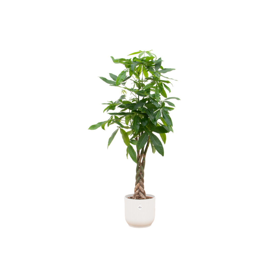 Paco de Pachira - Pachira Aquatica – Ø30cm – ↕160cm (Incl. Elho Vibes Fold Round Wit Pot)