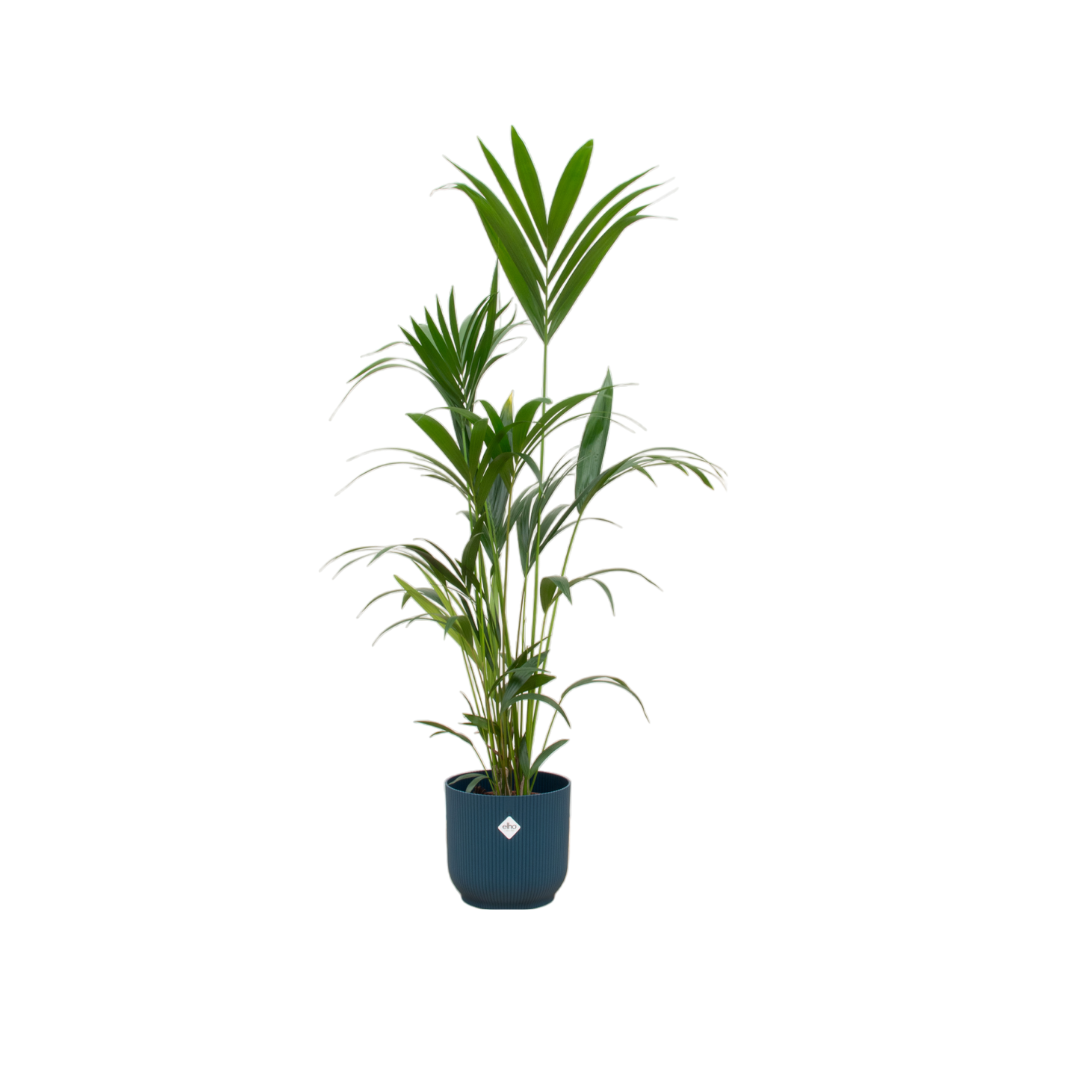 Karel de Kentia - Kentia Palm – Ø30cm – ↕160cm (Incl. Elho Greenville Round Blauw Pot)