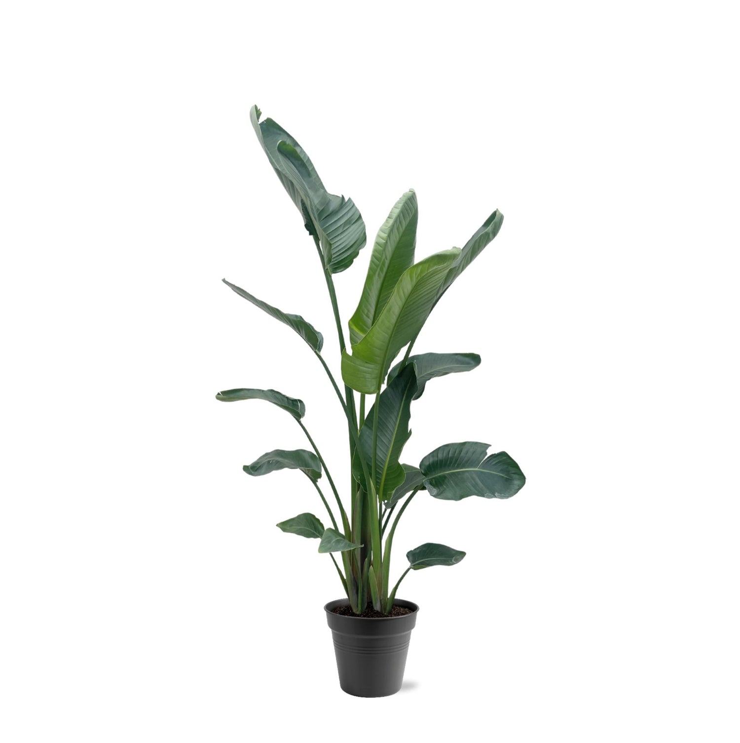 Nova de Paradijsvogelplant - Strelitzia Nicolai XXL – Ø27cm – ↕200cm