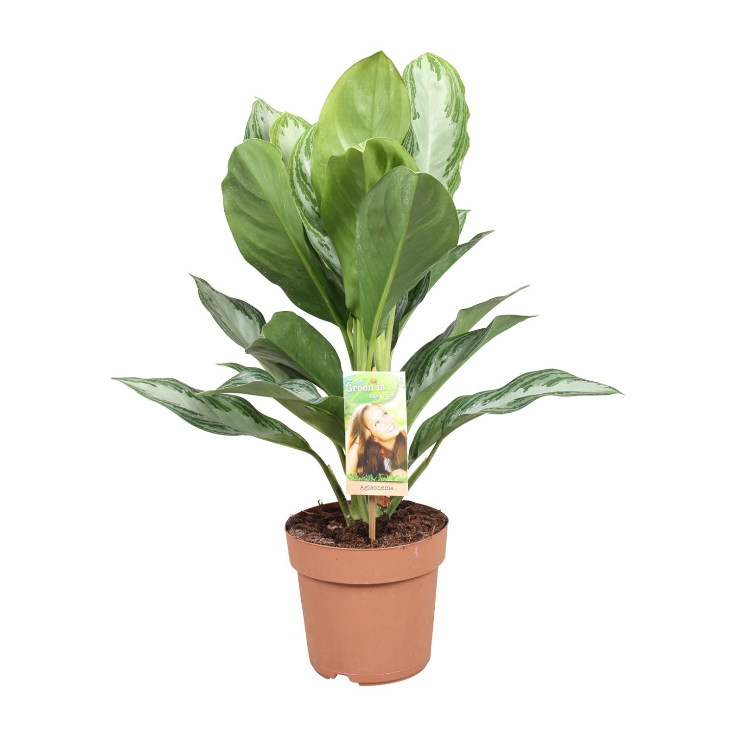 Silvie de Evergreen - Aglaonema Silver Bay - Chinese Evergreen - Ø17cm - ↕55cm