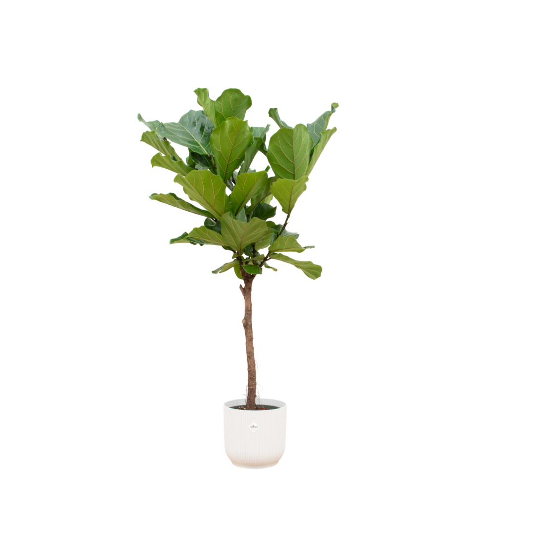 Lynn de Lyrata - Ficus Lyrata Stam – Ø30cm – ↕150cm (Incl. Elho Vibes Fold Round Wit Pot)