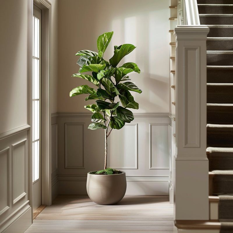 Grote kamerplanten - 50-100 cm