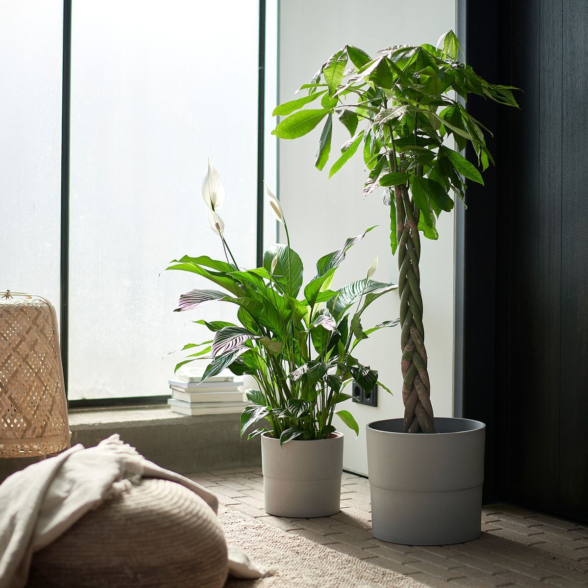Schaduw planten