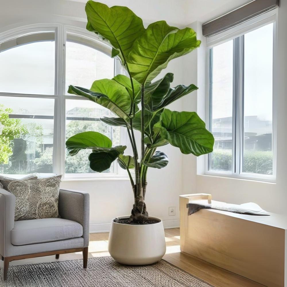 XL kamerplanten - 150cm +