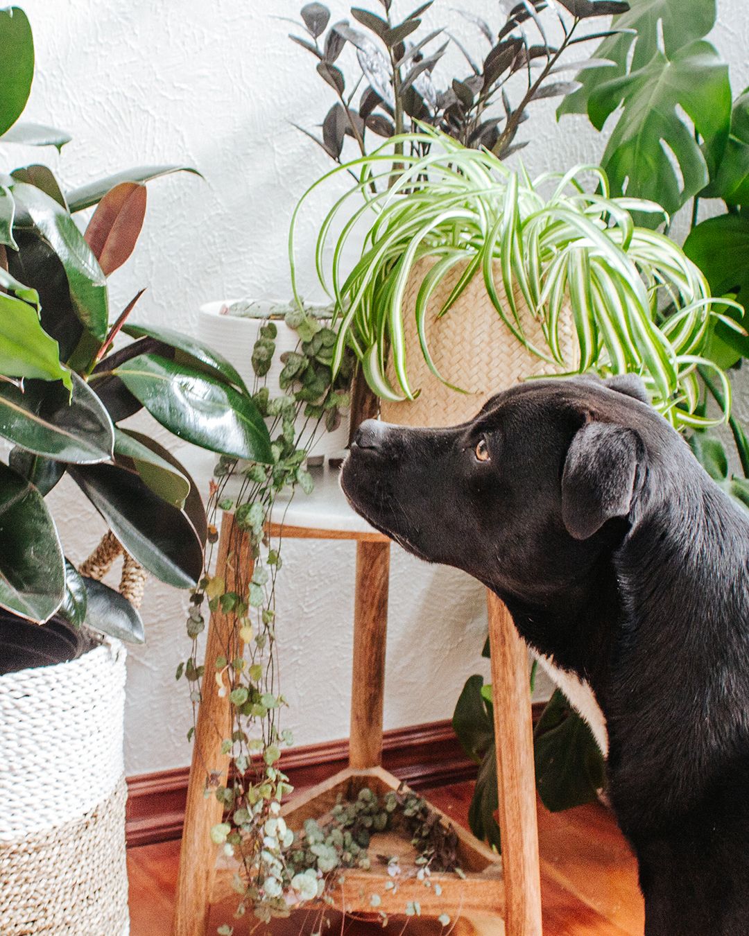 Diervriendelijke planten