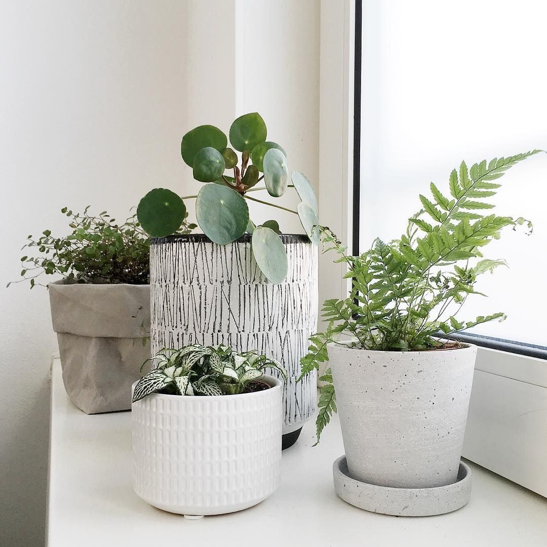 Mini kamerplanten  < 25cm
