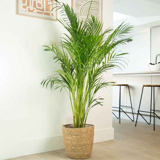 Karel de Kentia - Howea Forsteriana - Ø21cm - ↕120cm