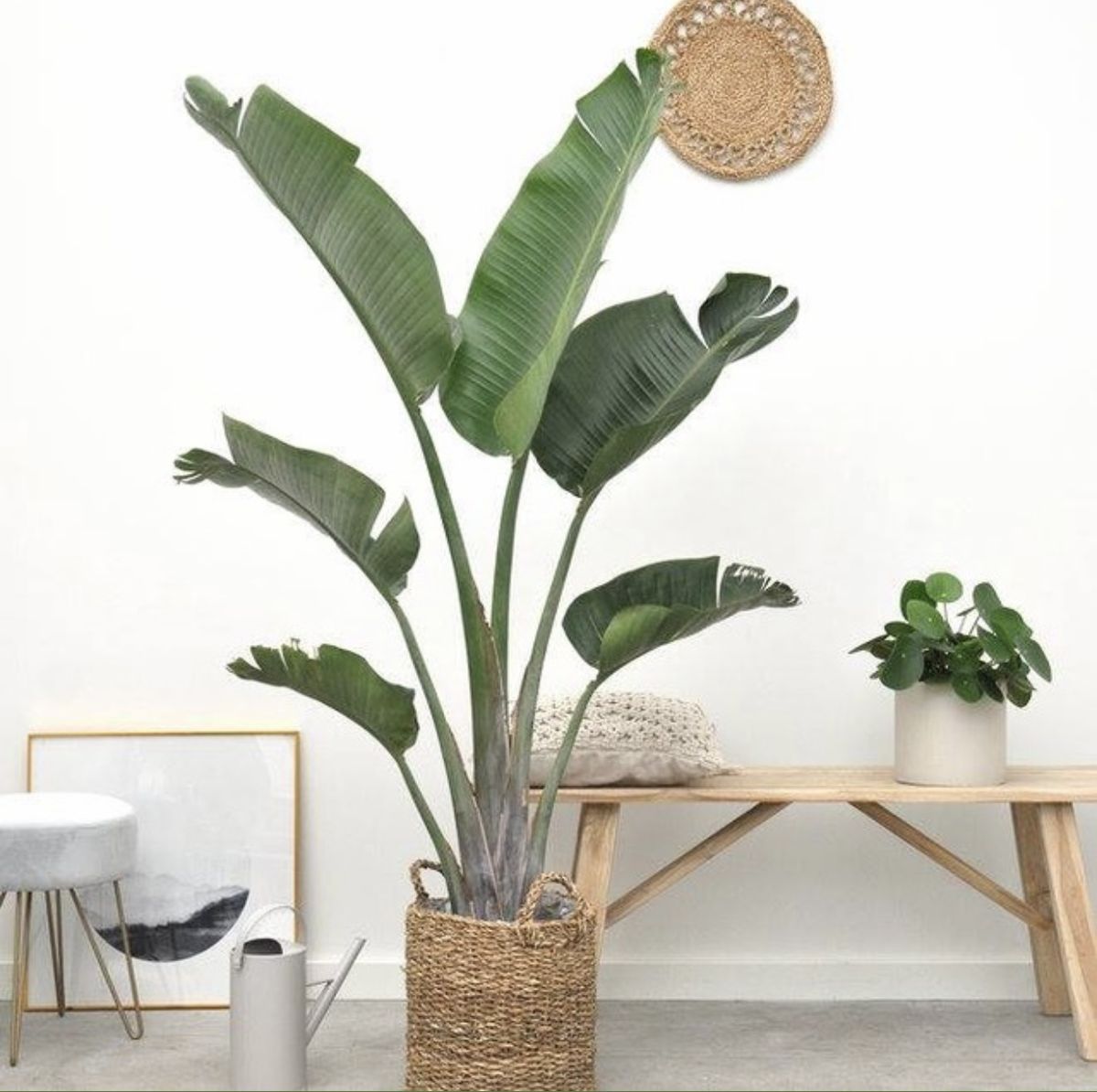 Nora de Strelitzia - Strelitzia Augusta – Ø30cm – ↕220cm