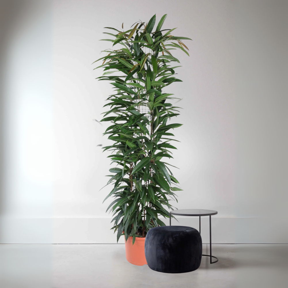 King de Ficus - Ficus Alii King Zuil – Ø29cm – ↕150cm