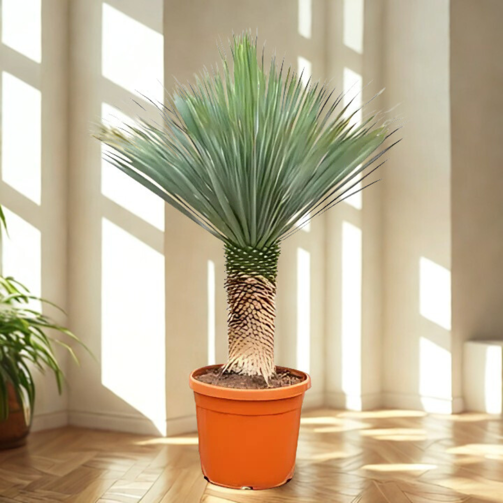 Jax de Yucca - Yucca Rostrata – Ø55 cm - ↕140–160 cm