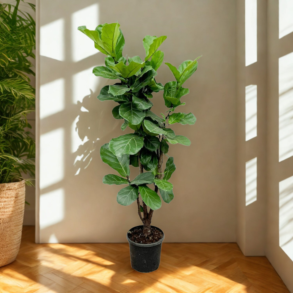 Lynn de Lyrata - Ficus Lyrata Vertakt – Ø32cm – ↕180cm