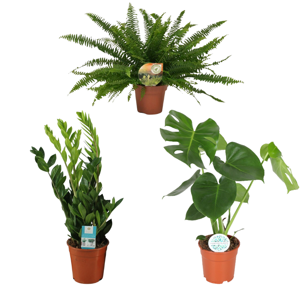Urban Jungle Starter - Set van 3 kamerplanten