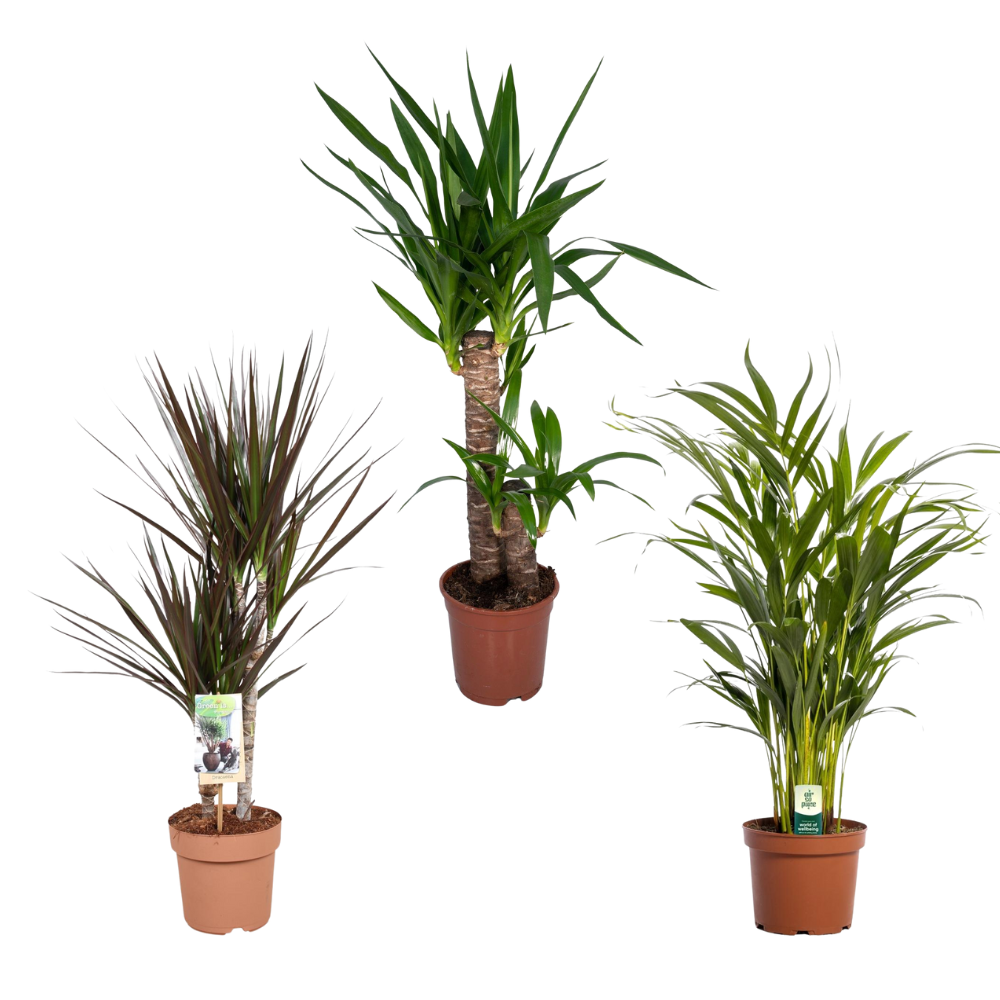 Onverwoestbaar - Set van 3 kamerplanten