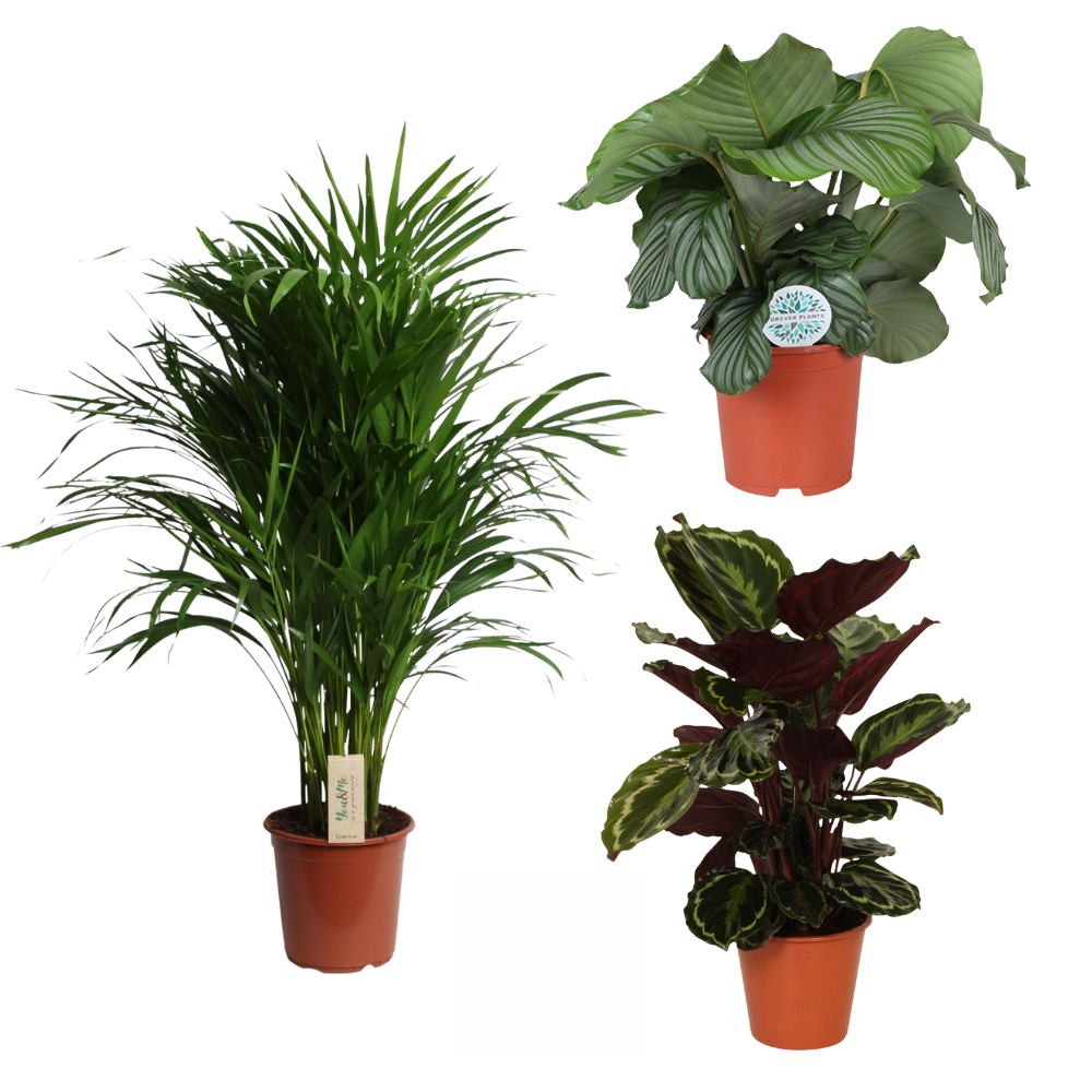 Pootjesproof Set - Set van 3 kamerplanten
