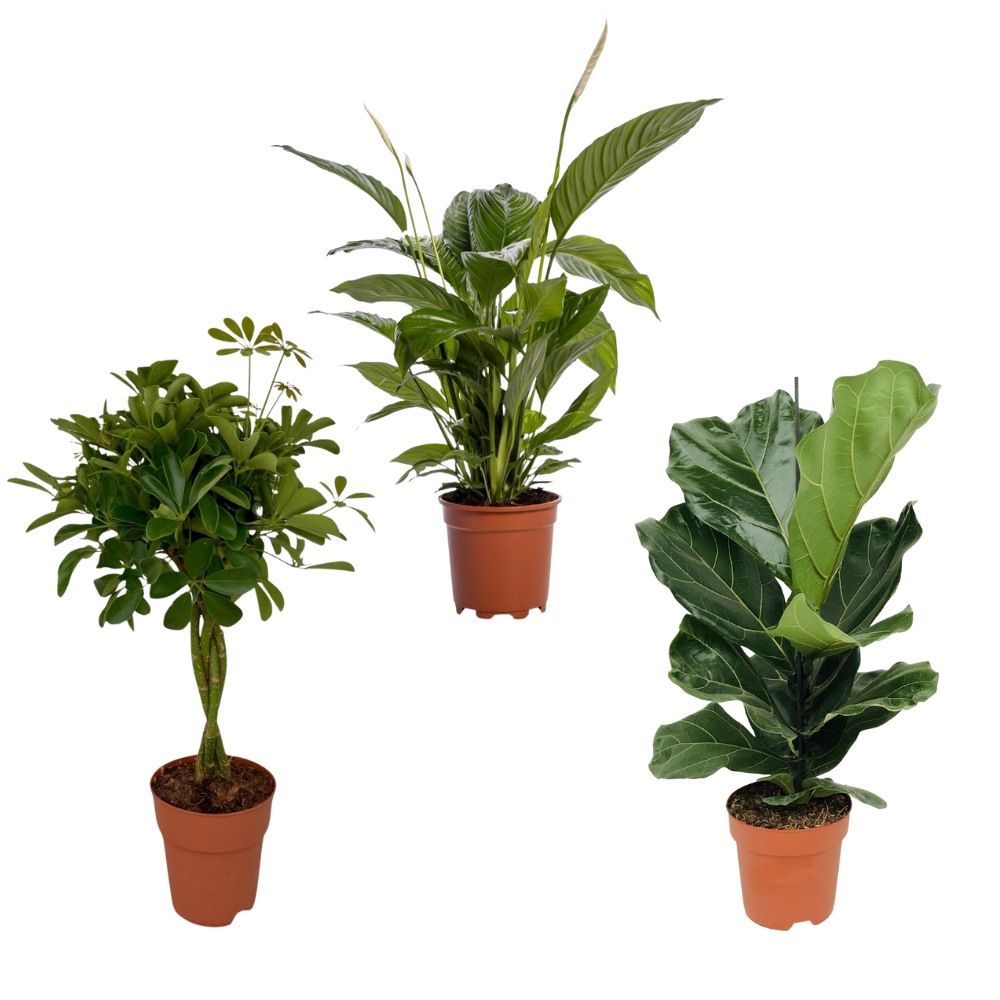 Bureau Botanica - Set van 3 kamerplanten