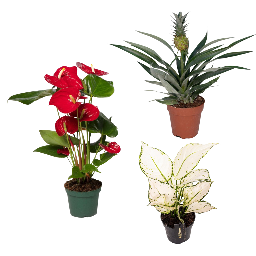 Plant & Present Box - Small
