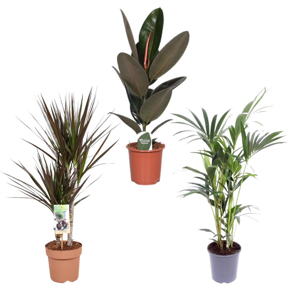 Nieuwe Woning Set - Set van 3 kamerplanten