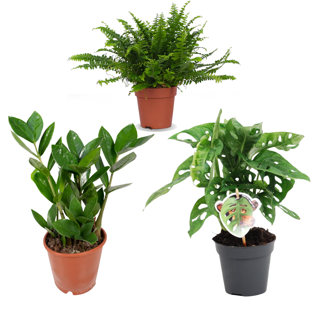 Urban Jungle Starter - Small