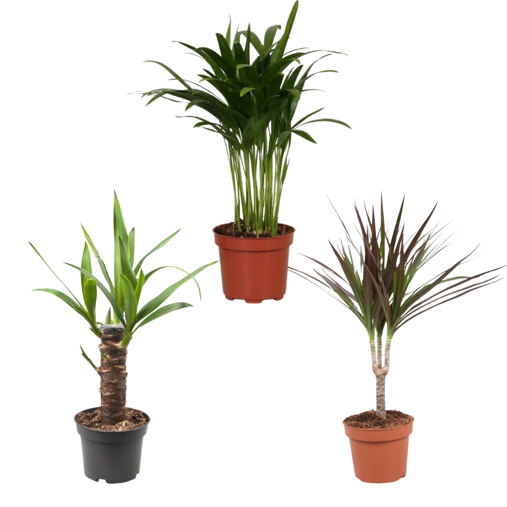 Onverwoestbare Set - Small