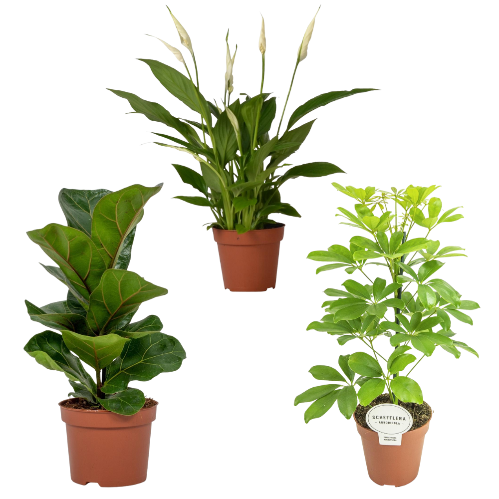 Bureau Botanica - Small