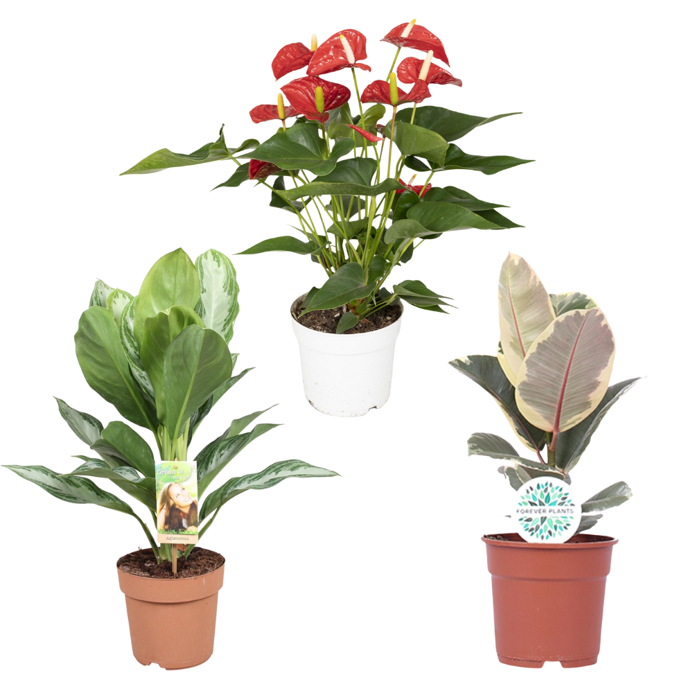 Plant & Present Box - Set van 3 kamerplanten