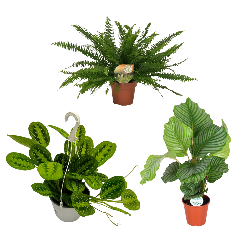 Tropisch Douchen - Set van 3 kamerplanten
