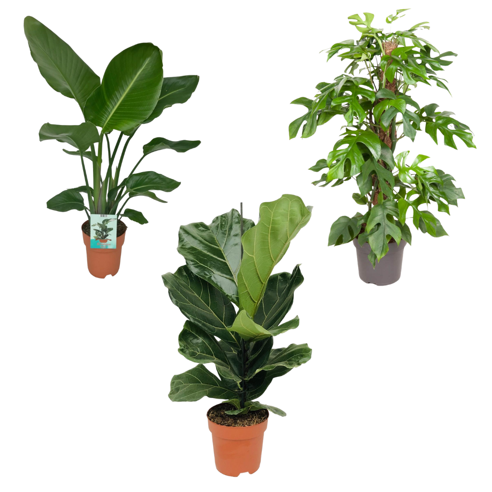 De Blikvangers - Set van 3 kamerplanten