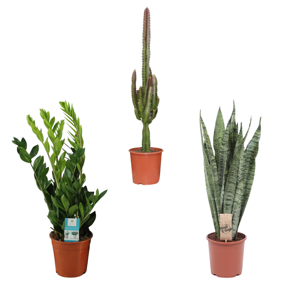 Ik vergeet altijd water te geven - Set van 3 kamerplanten