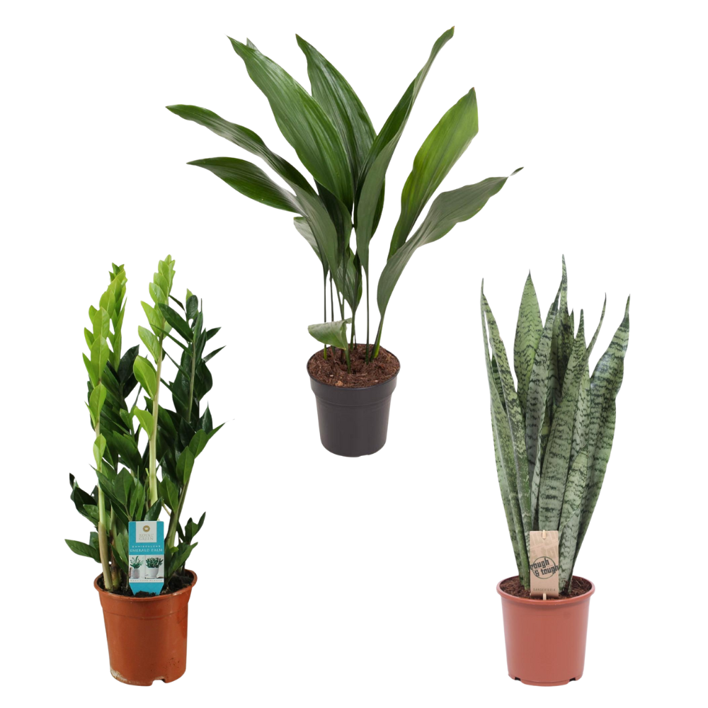 Schaduwhelden - Set van 3 kamerplanten