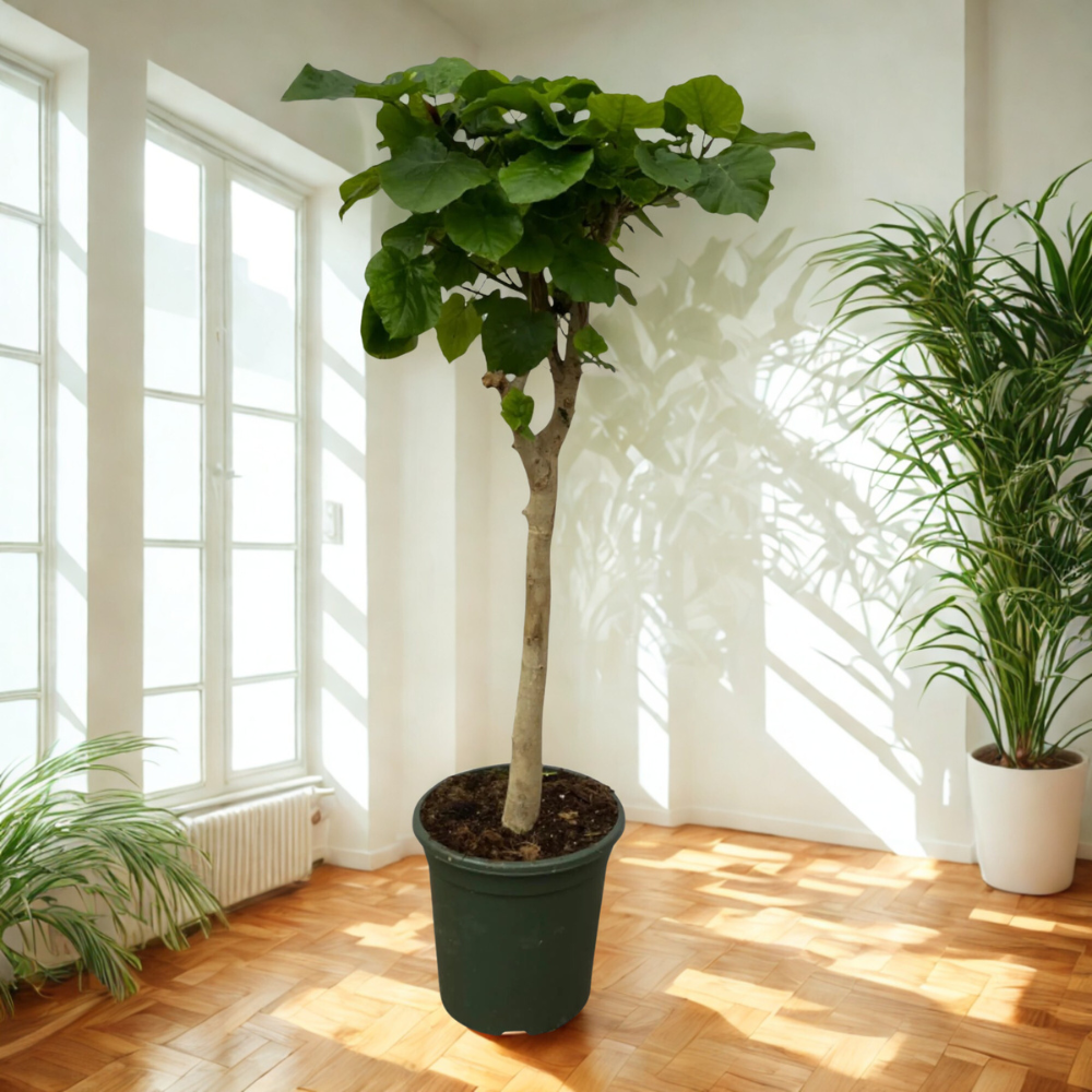 Felix de Ficus - Ficus Umbellata Stam – Ø30cm – ↕180cm