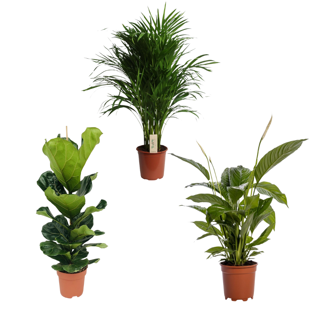 Adem In, Adem Uit - Set van 3 kamerplanten