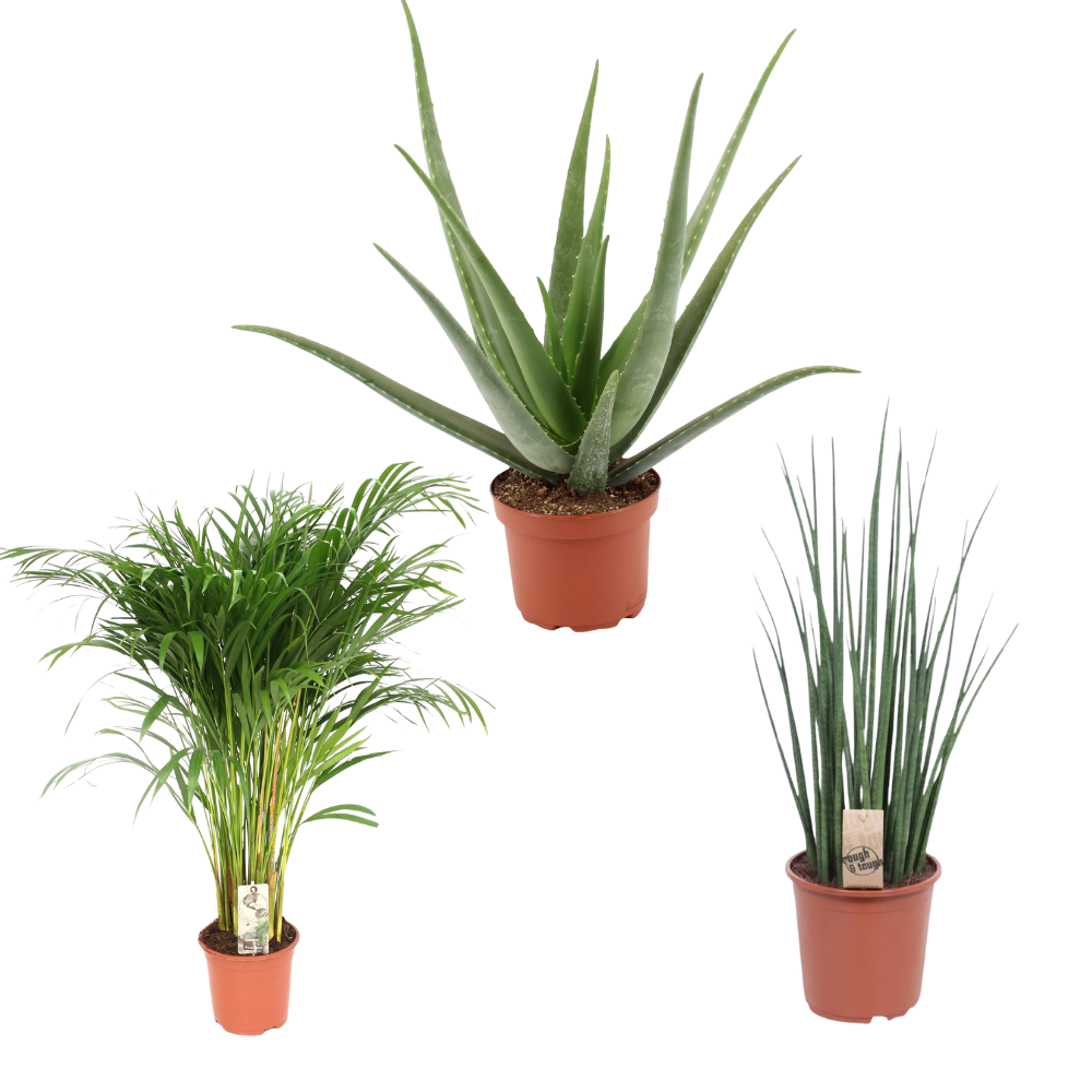 Groen geluk - Set van 3 kamerplanten